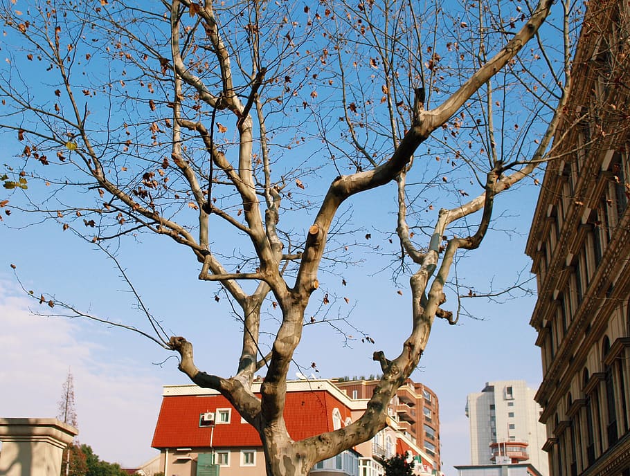 trees, building exterior, architecture, built structure, sky HD wallpaper