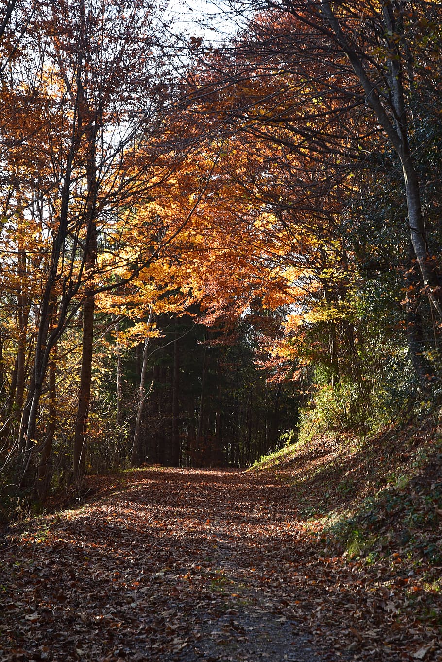 autumn, away, nature, forest, landscape, mood, leaves, forest path HD wallpaper