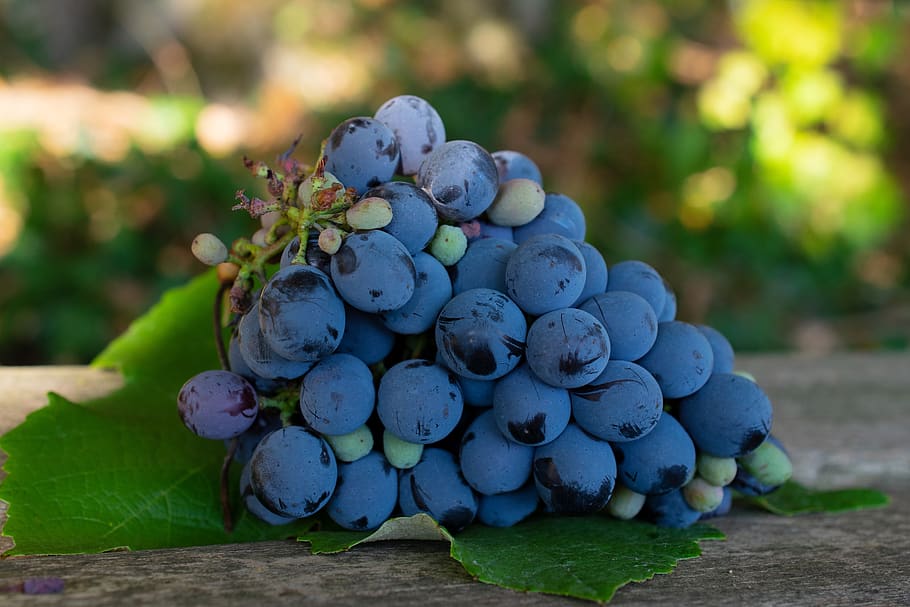 purple grapes, napa valley, napa vineyard, grape varieties