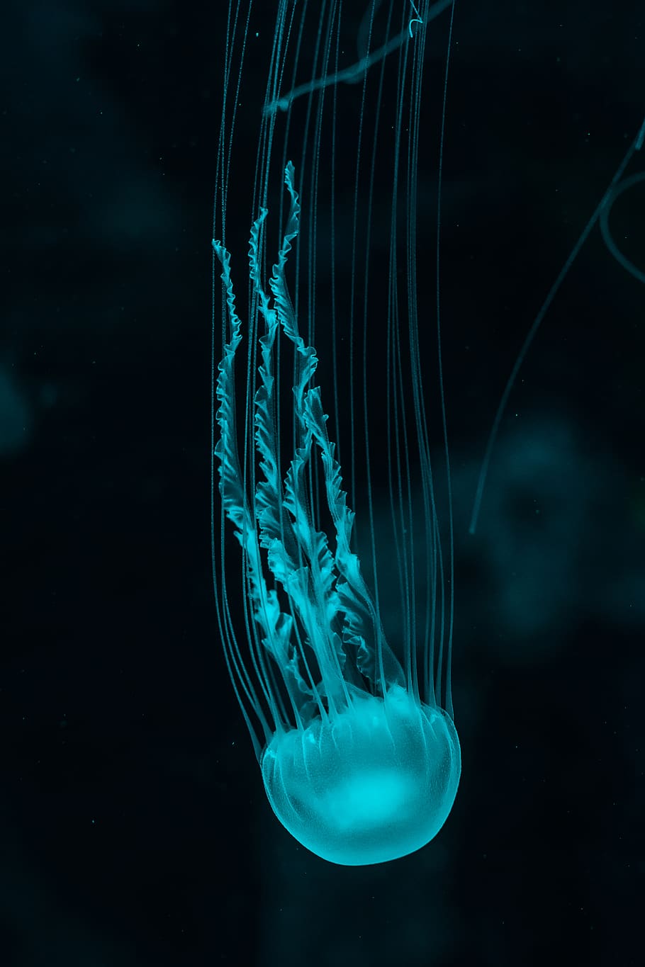 white jellyfish, underwater, swimming, marine, sea life, invertebrate HD wallpaper