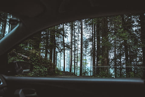 Scenic View of Forest From Car, 4k wallpaper, background, background image HD wallpaper