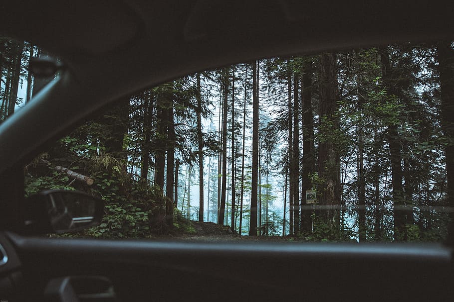 Scenic View of Forest From Car, 4k wallpaper, background, background image