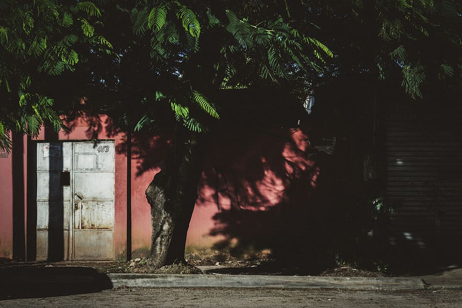 closed gate near green-leafed tree, plant, architecture, built structure HD wallpaper