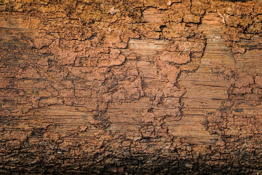 plant bark, textured, full frame, tree, wood - material, woodland, HD wallpaper