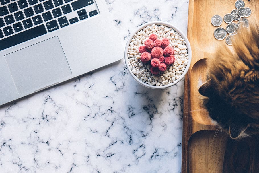 Laptop on Marble Countertop, cactus, cat, coins, flatlay, indoors HD wallpaper