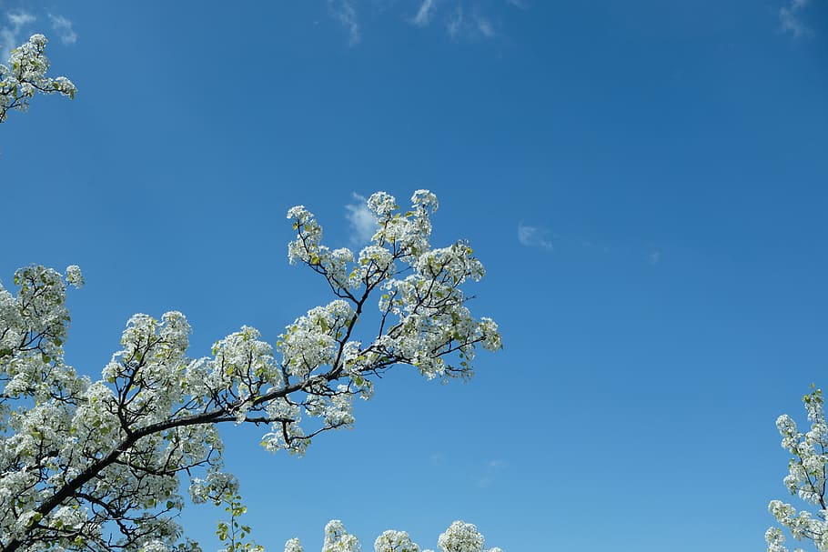 Sky blossom. Деревья в городе. Небо в цвету. Деревья в городе картинки.