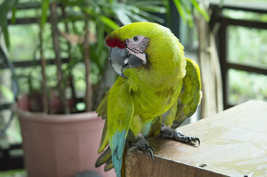 lora, parrot, perico, green, ave, bird, fauna, peak, latin america HD wallpaper