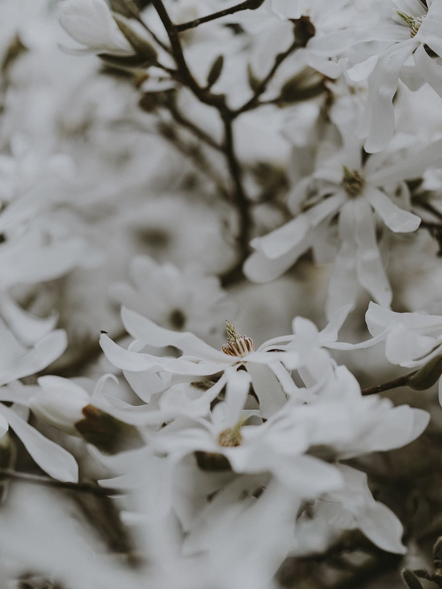 white petal flower, plant, flowering plant, beauty in nature HD wallpaper