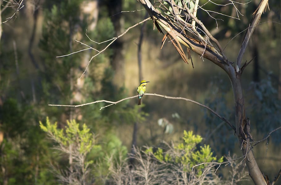 bird, australia, rainbow bee eater, plant, tree, branch, focus on foreground HD wallpaper