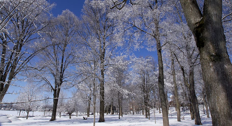 united states, tree, plant, cold temperature, snow, winter HD wallpaper