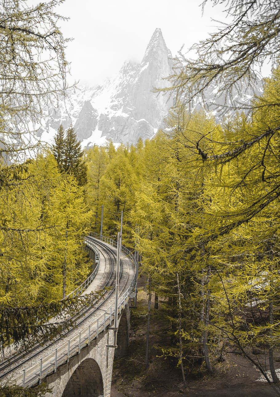 tree, plant, road, conifer, transportation, rail, railway, france HD wallpaper