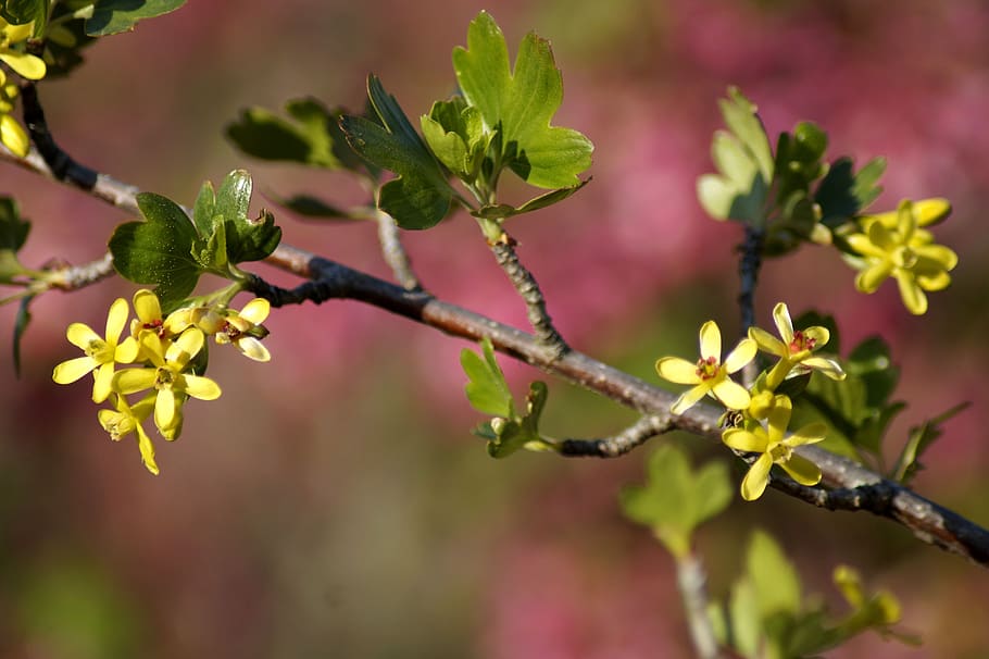 branch, spring, nature, yellow, green, pink, plant, flower HD wallpaper