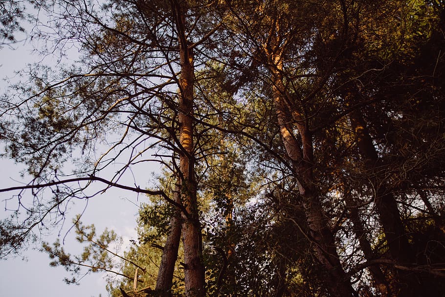 tree, woods, forest, pine, redwood, american, sky, branches HD wallpaper