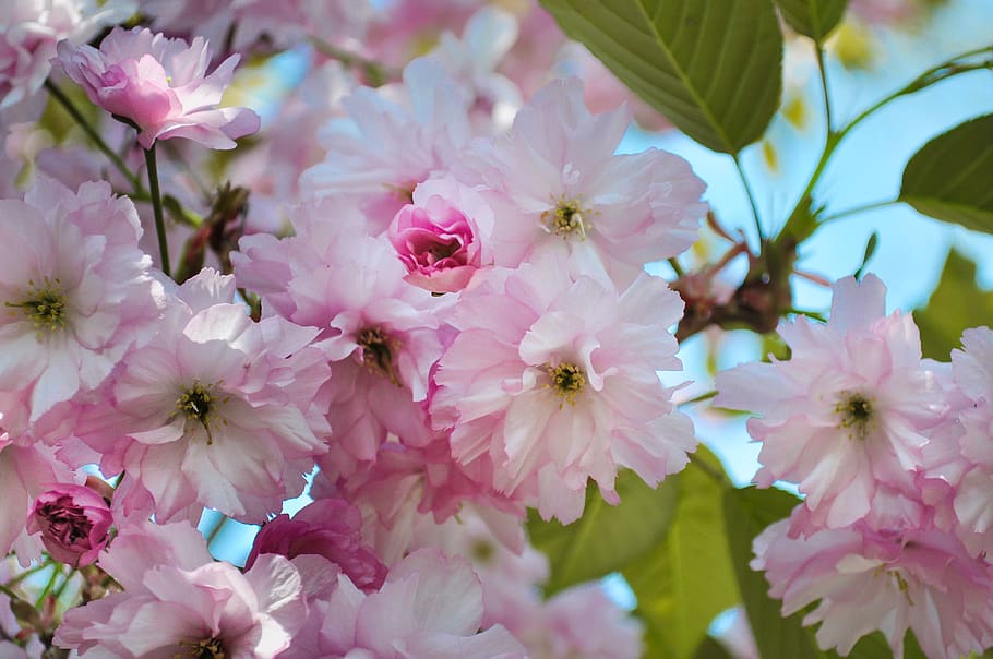 Pink Petal Flowers, blossoms, flowering plant, fragility, freshness HD wallpaper