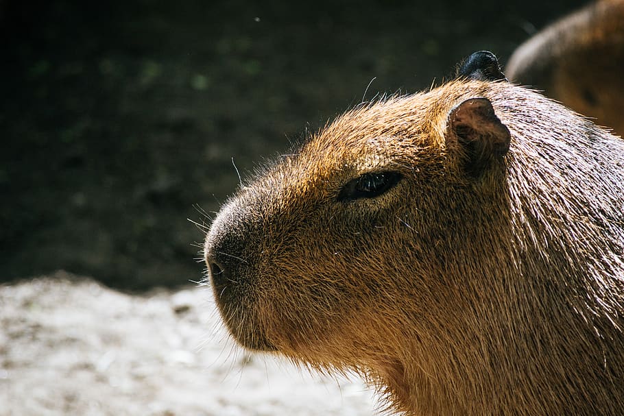 Selective Photo of Brown Capybara, animal, animal photography, HD wallpaper