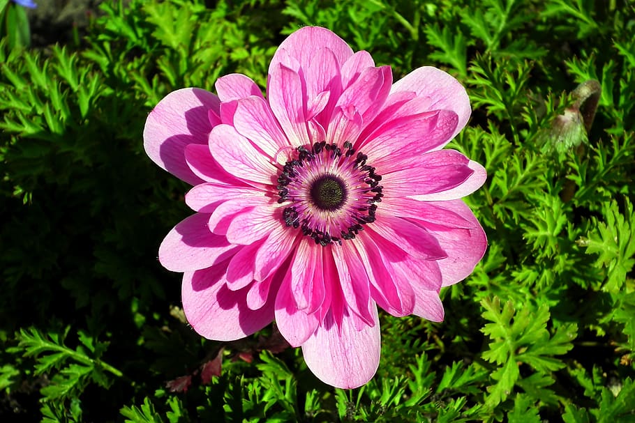 anemone, flower, pink, spring, garden, macro, jaskrowate, nature HD wallpaper
