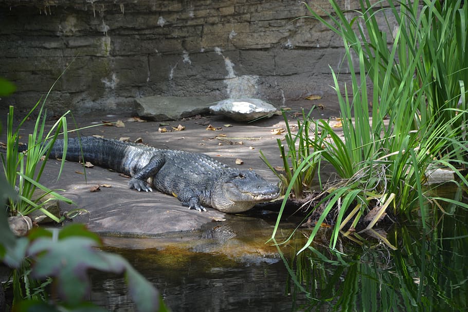 Крокодил млекопитающее или нет. Озеро крокодилов зоопарк. Московский зоопарк рептилии и животные. Bronx Zoo Alligators.
