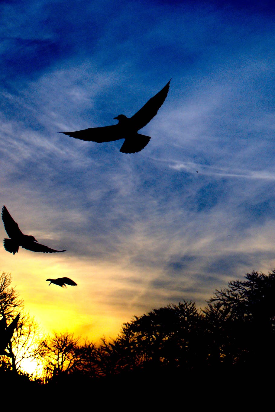 flight, fly, flying, bird, silhouette, seagull, sky, cloud - sky HD wallpaper