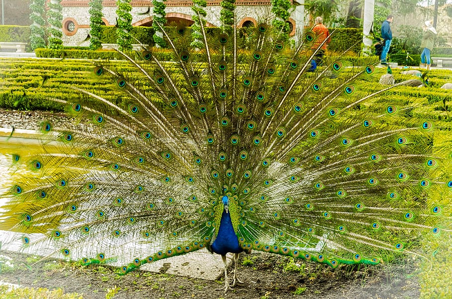 spain, madrid, color, feather, park, peacock, green, animal HD wallpaper