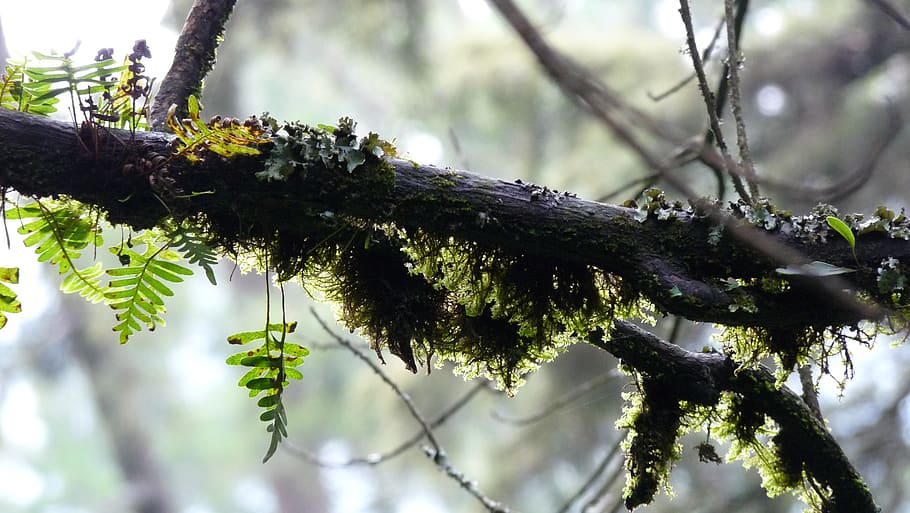 green, forest, landscape, trees, moss, forests, idyllic, wood HD wallpaper