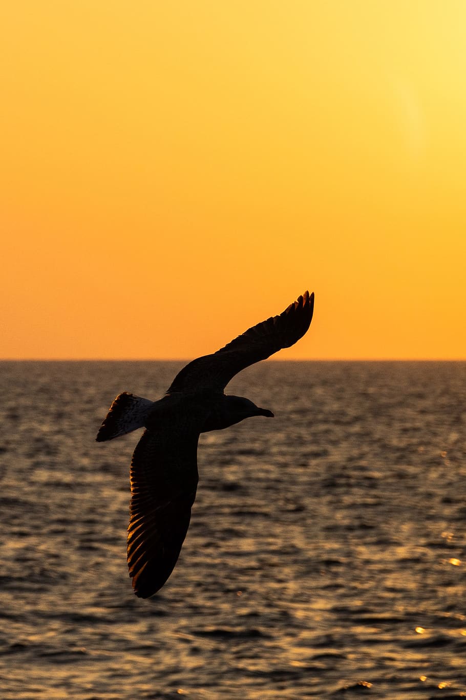 seagull, backlighting, shadow, profile, sunset, sky, water HD wallpaper
