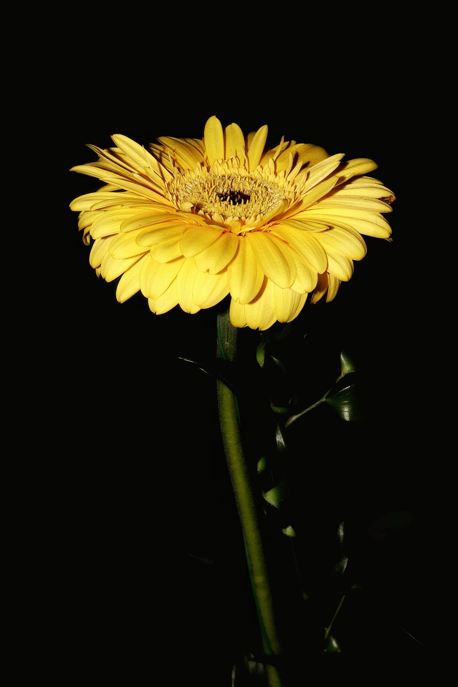flower, stem, petals, iris, flowering plant, fragility, vulnerability HD wallpaper