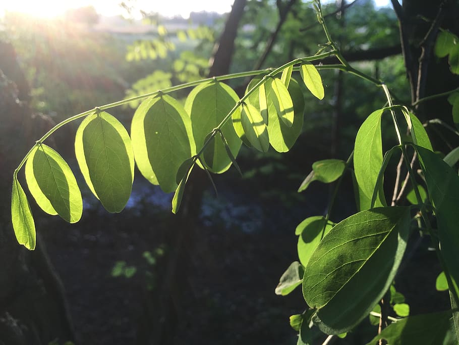 leaves, sunlight, shadow, nature, tree, leaf, plant part, growth HD wallpaper
