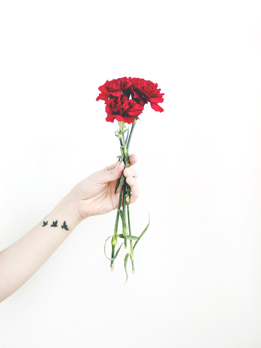 Photo of Person Holding Bouquet of Red Carnations, beautiful HD wallpaper