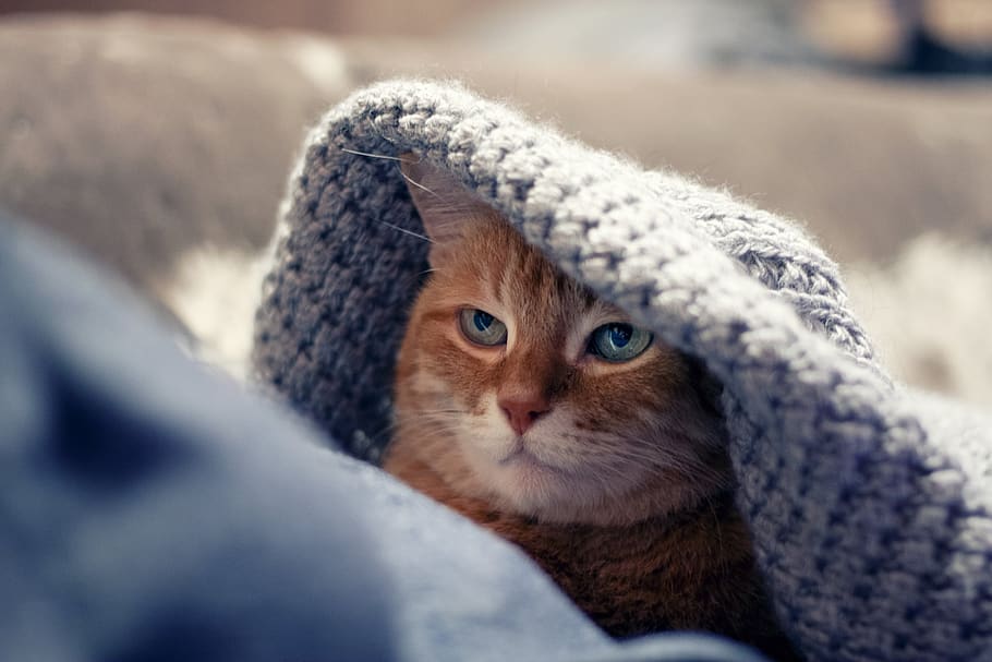 cat, red cat, red-headed cat, kitten, cute, fur, dream, eyes HD wallpaper