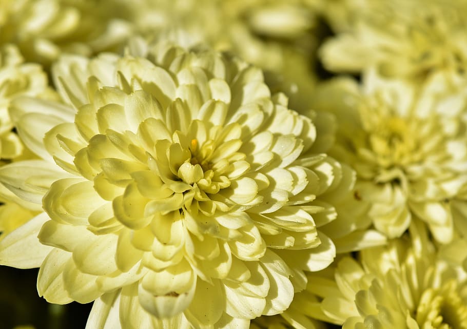 herbstaster, blossom, bloom, flower, yellow, plant, nature HD wallpaper