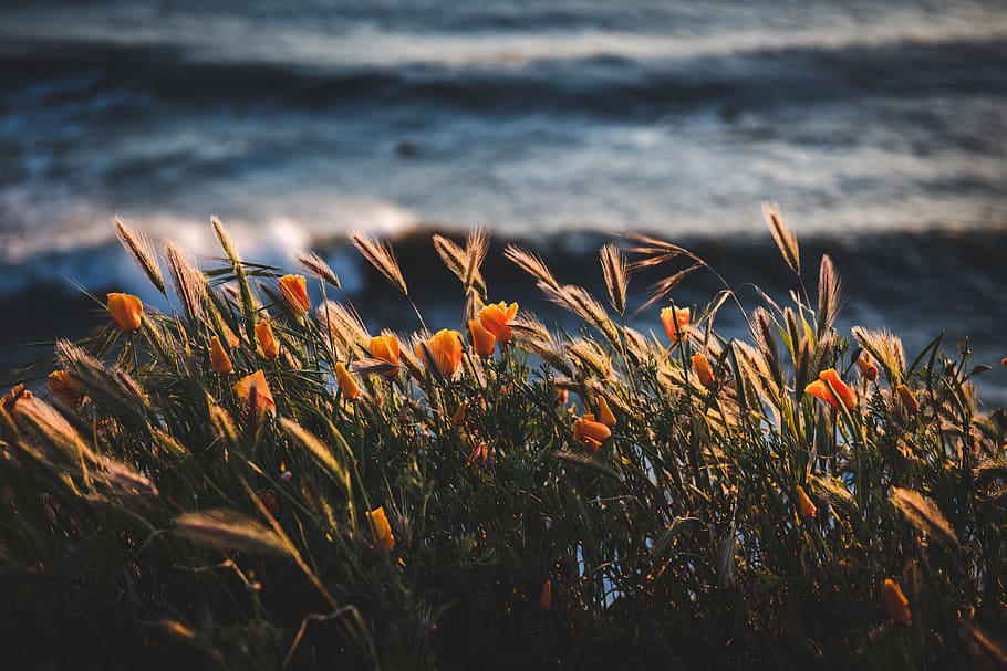 Photo of golden flowers beside body of water, beach, coast, color HD wallpaper