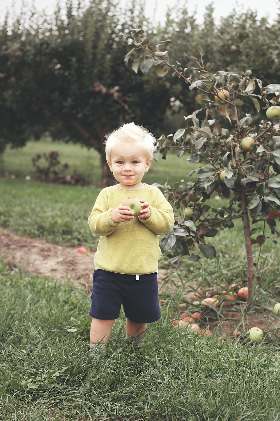 Toddler Standing Beside Green Leafed Plant Holding Fruit, apple HD wallpaper