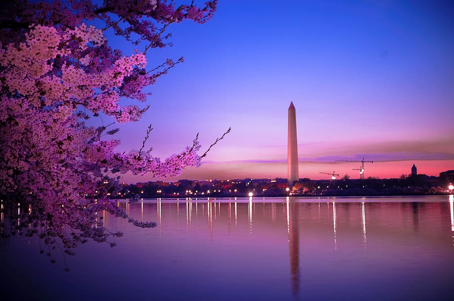 HD wallpaper Cherry Blossoms and the Washington Monument SpringSummer   Wallpaper Flare