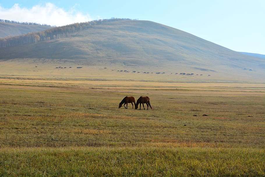 autumn, yellow, tree, mountain, natural, cloud, horse, animal HD wallpaper