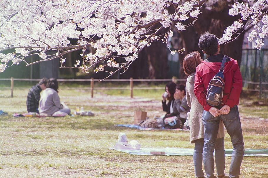 sakura, cherry, flower, hanami, people, trees, spring, japan HD wallpaper