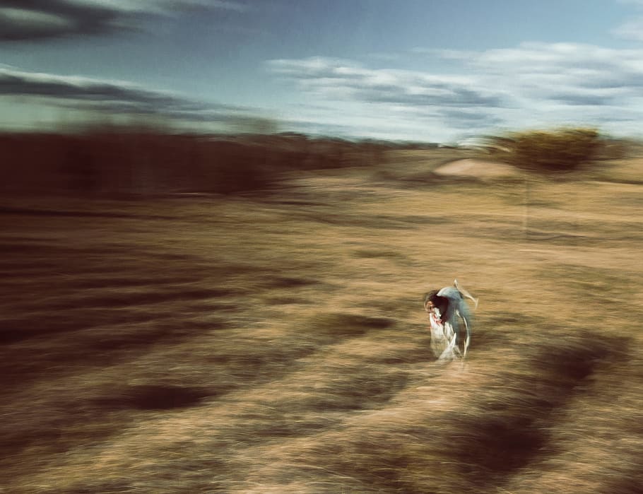 experimental, long exposure, field, running, motion blur, autumn HD wallpaper