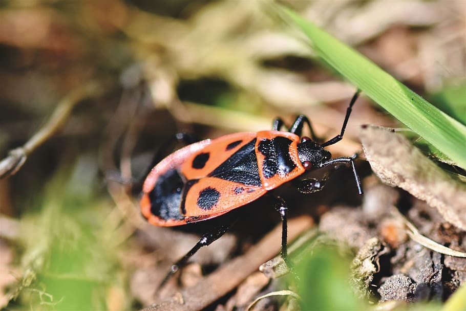 fire bug, beetle, insect, crawl, red, insect photo, macro, animal HD wallpaper