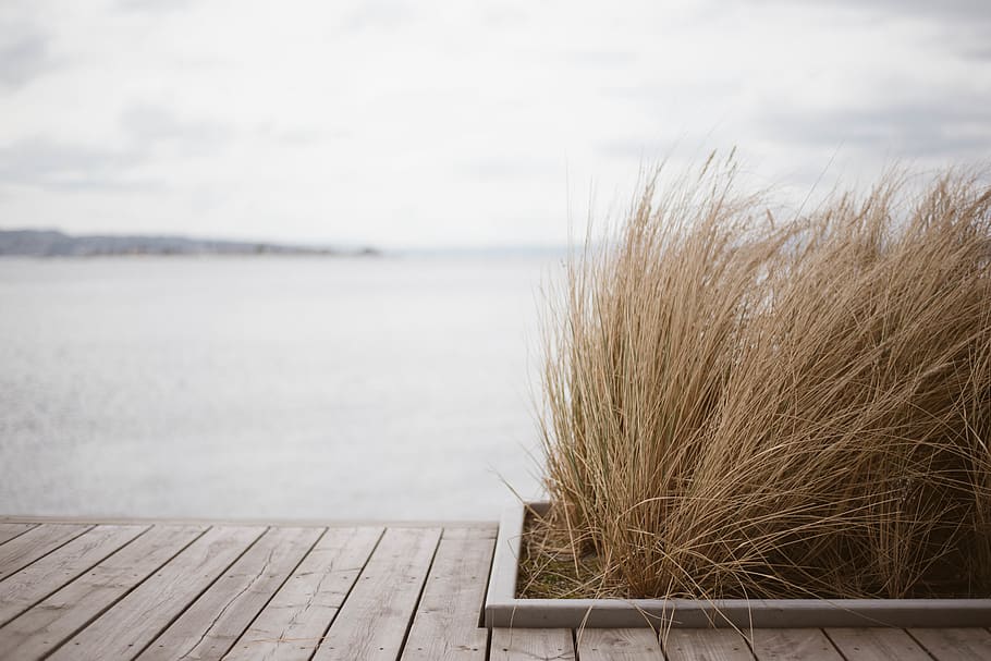 norway, oslo, scandinavia, grass, sea, coast, wood, fjord, water HD wallpaper