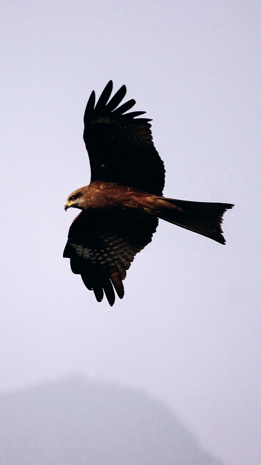 eagle, sky, bird, beak, fly, animal themes, one animal, animals in the wild HD wallpaper