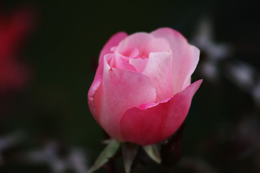 rose, flower, pink, flowering plant, beauty in nature, pink color HD wallpaper