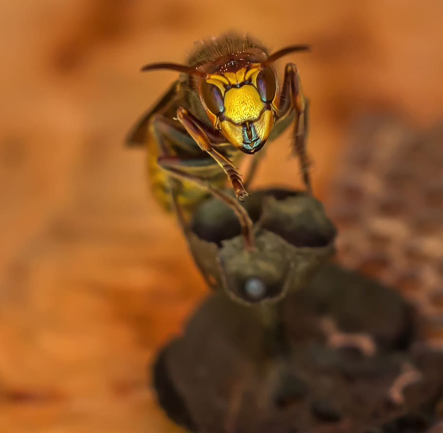 Yellow Wasp, bee, blur, hornet, insect, invertebrate, little HD wallpaper