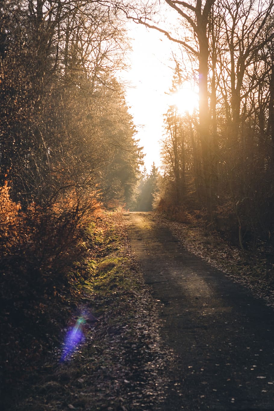 forest, forest path, sun, backlighting, lensflare, trees, leaves HD wallpaper