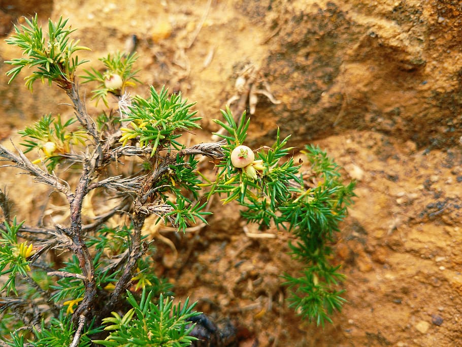 flowers, plant, growth, nature, day, no people, beauty in nature HD wallpaper