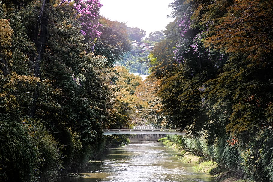 River In Between Trees, bridge, plant, growth, the way forward HD wallpaper