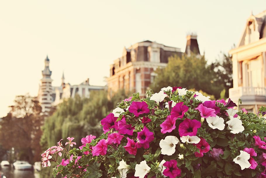 blossom, plant, flower, spring, flowering plant, land plant HD wallpaper
