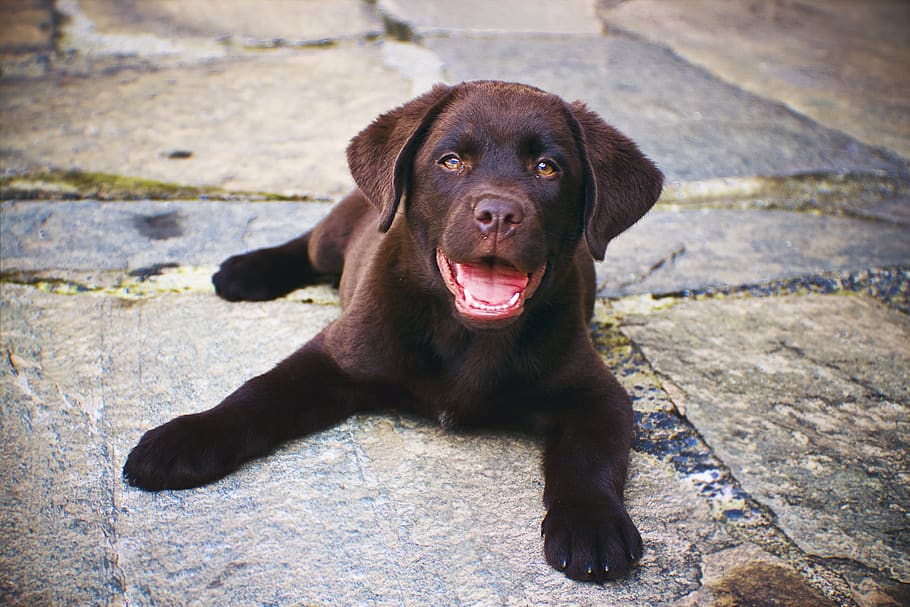 canine, dog, one animal, domestic, mammal, pets, domestic animals HD wallpaper