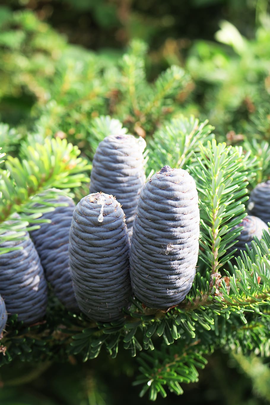 fir tree, blue, tap, plant, growth, green color, nature, day HD wallpaper