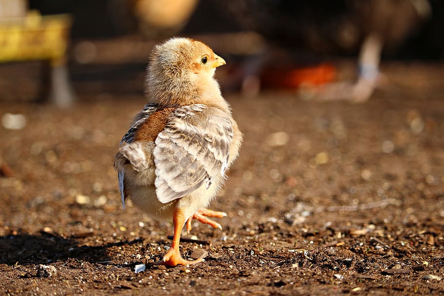 chicks, chicken, bird, poultry, fluffy, easter, cute, animal HD wallpaper
