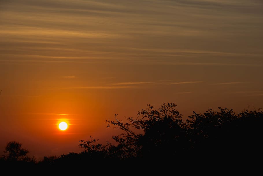 sunset, trees, africa, wallpaper, background, red sky, beauty in nature HD wallpaper
