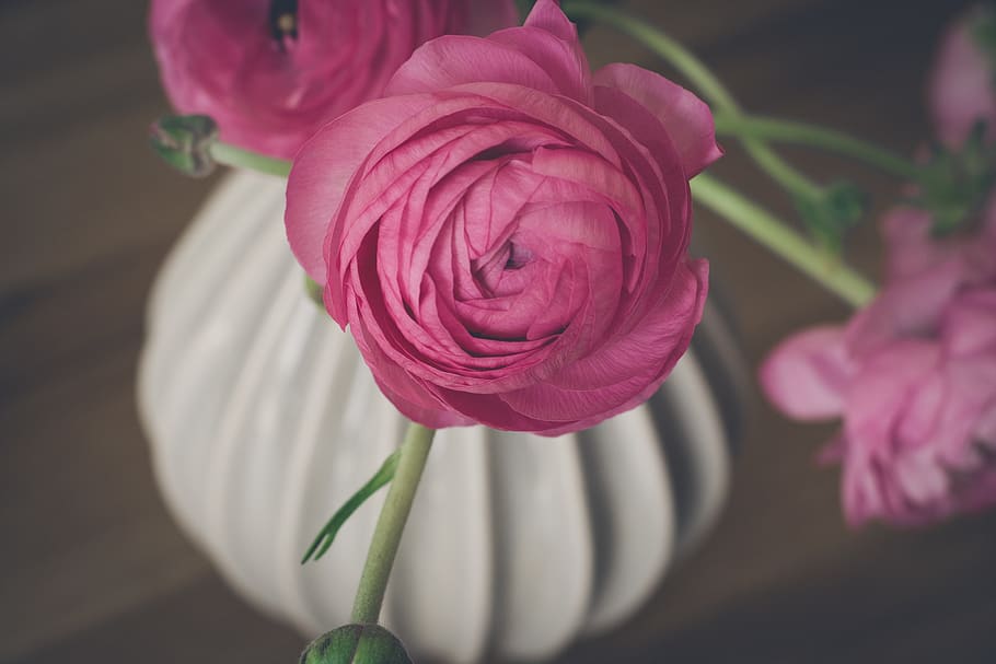 ranunculus, flower, pink, blossom, bloom, vase, flower vase HD wallpaper